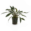 Aquafleur Pianta Cryptocoryne Petchii vasetto