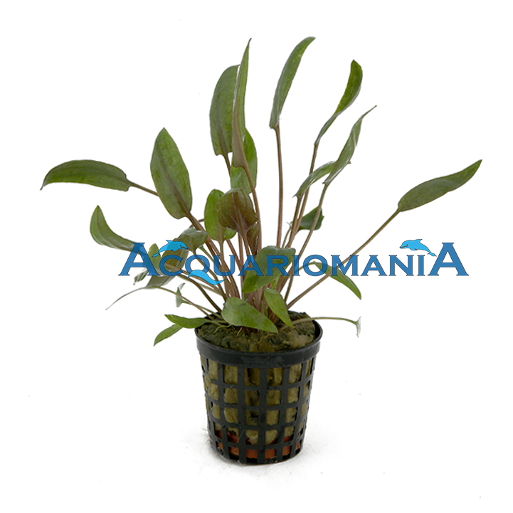 Aquafleur Pianta Cryptocoryne Moehlmannii vasetto
