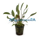 Aquafleur Pianta Cryptocoryne Moehlmannii vasetto