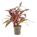 Aquafleur Pianta Alternanthera reineckii in vasetto