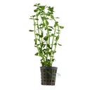 Pianta Bacopa Monnieri vasetto