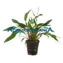 Aquafleur Pianta Cryptocoryne undulatus green vasetto