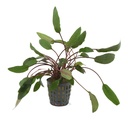 Aquafleur Pianta Cryptocoryne beckettii vasetto