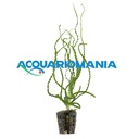 Pianta Crinum calamistratum vasetto