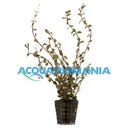 Pianta Rotala Rotundifoglia vasetto