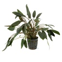 Aquafleur Pianta Cryptocoryne Wendtii "brown" vasetto