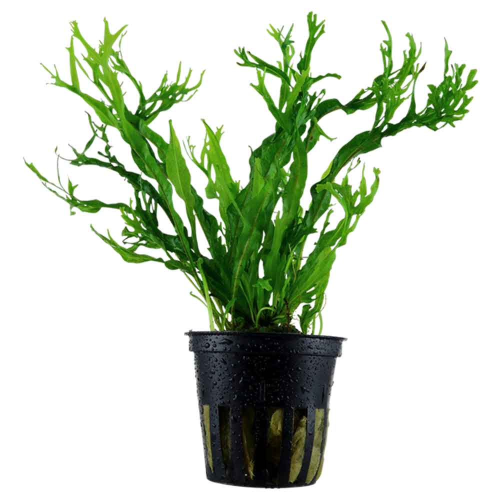 Tropica Pianta Microsorum Pteropus "'Windelov" in vasetto