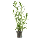 Aquafleur Pianta Heteranthera Zosterifolia vasetto