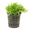 Pianta Pogostemon Helferi vasetto