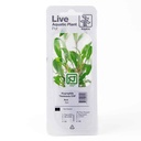 Tropica Single Package Pianta Hygrophila Siamensis 53B vasetto