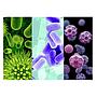 Chihiros Doctor NEW Bluetooth Sterilizzatore antialghe naturale per acquari 4° Serie da 60 fino a 700 litri