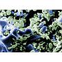 Sera Siporax Mini 270 g Substrato Biologico con BioStart 50 ml omaggio