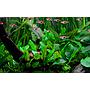 Tropica 1•2•Grow! Cryptocoryne wendtii "green"