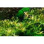 Tropica 1•2•Grow! Rotala 'Vietnam H'ra