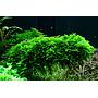 Tropica 1•2•Grow! Vesicularia dubyana "Christmas"
