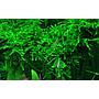 Tropica 1•2•Grow! Vesicularia Ferriei "Weeping"