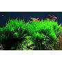 Tropica 1•2•Grow! Taxiphyllum sp. "Flamè"