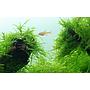 Tropica 1•2•Grow! Taxiphyllum Barbieri