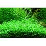 Tropica 1•2•Grow! Glossostigma Elantinoides