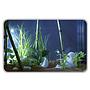 Askoll Stick Light Led Bianca Sommergibile 1.5W 26cm