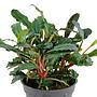 Tropica Bucephalandra sp. 'Red'