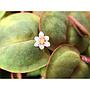 Tropica 1•2•Grow! Phyllanthus fluitans