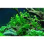 Tropica 1•2•Grow! Hemianthus micranthemoides