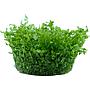 Tropica 1•2•Grow! Hemianthus micranthemoides