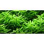 Tropica 1•2•Grow! Rotala Rotundifolia "Green"