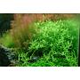 Tropica 1•2•Grow! Rotala Rotundifolia "Green"
