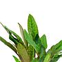 Tropica Cryptocoryne Beckettii "Petchii" in vasetto