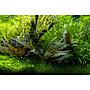 Tropica Cryptocoryne Beckettii "Petchii" in vasetto