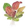 Tropica Echinodorus "Reni" in vasetto