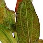 Tropica Echinodorus ’Ozelot’  in vasetto