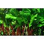 Tropica Echinodorus ’Ozelot’ green in vasetto