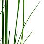 Tropica Eleocharis Sp. in vasetto