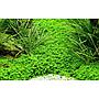 Tropica Hemianthus Callitrichoides "Cuba" in vasetto