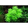 Tropica Hottonia Palustris in vasetto