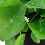 Tropica Hydrocotyle Verticillata in vasetto