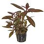 Tropica Ludwigia Glandulosa in vasetto
