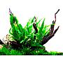 Tropica Microsorum Pteropus in vasetto