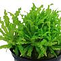 Tropica Pogostemon Helferi in vasetto