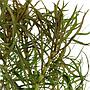 Tropica Pogostemon Stellata Eusteralis in vasetto