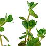 Tropica Rotala Rotundifolia in vasetto