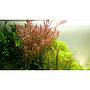 Tropica Rotala Rotundifolia in vasetto