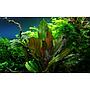 Tropica Single Package Echinodorus Reni vasetto