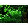 Tropica Single Package Limnophila Sessiliflora vasetto