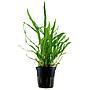 Tropica Single Package Microsorium Pteropus narrow vasetto