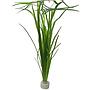 Tropica Vallisneria americana "Natans" in mazzetto