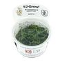 Tropica 1•2•Grow! Proserpinaca palustris "Cuba" in Vitro Cup